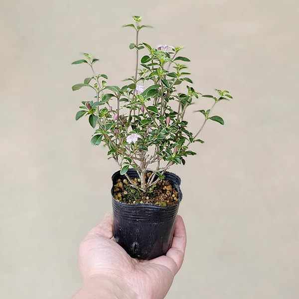 Amazon.co.jp: 遊恵盆栽 苗：香丁木* コウチョウボク : DIY・工具