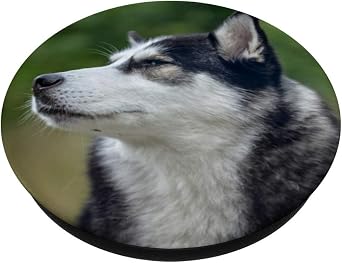 Siberian Husky Dog
