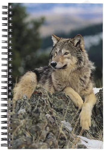 Wolf on Rocks - Cuaderno diario  Diseño de animales de vida silvestre  encuadernado en espiral  80 páginas rayadas  Papel de papelería  Suministros