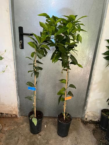 Limonero 4 Estaciones, Árbol Cítrico en Maceta, Producción Todo el Año, 120 cm, Interior y Exterior