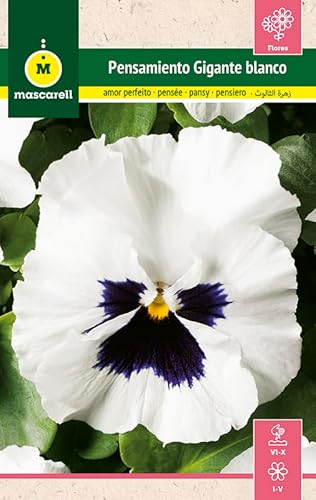 Mascarell - Pensée géante blanche centrale violette - Pour décoration - 0,25 g