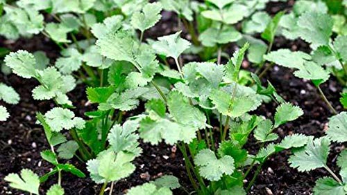 Image of Plantogallery Vegetable Seeds | Coriander Green | F1 Hybrid | Organic Seeds | For Pot & Home Garden seeds | pack of 1 pkt 50-100 Seeds each