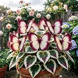 Frostbeständige langlebige Außergewöhnliche Hosta, Freilandkultur von Funkien, Blütenentfaltend, Perfekte Gartenunterhaltung, Exklusive Hosta-10Wurzeln-I