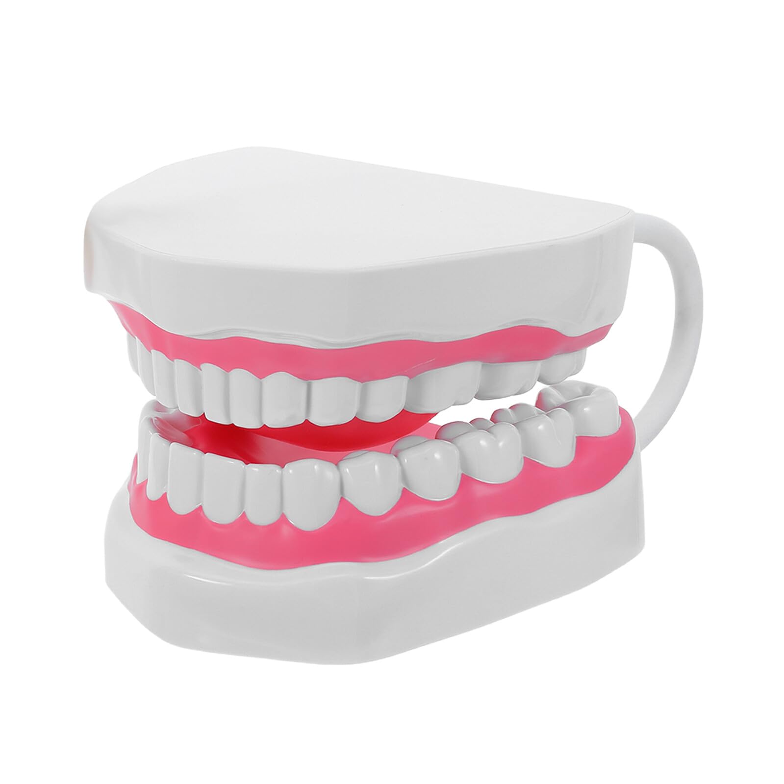 Modello Insegnamento Ingrandito Bianco per Cura Orale Educativo Strumento Pulizia Denti Adulti Propagazione Pratica Igiene Portatile e Facile da Pulire