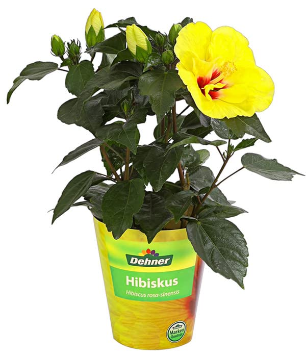 Hibiscus Amarillo Natural Árbol Decorativo para el Jardín o la Terraza