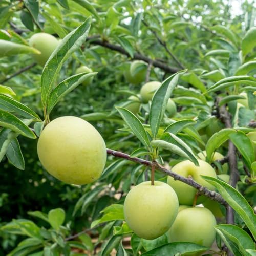 semi di susino esotico da frutto nani, resistenti vecchie varietà serre da balcone frutteto per giardinieri raro frutto colonnari balcone colonnare 10pcs