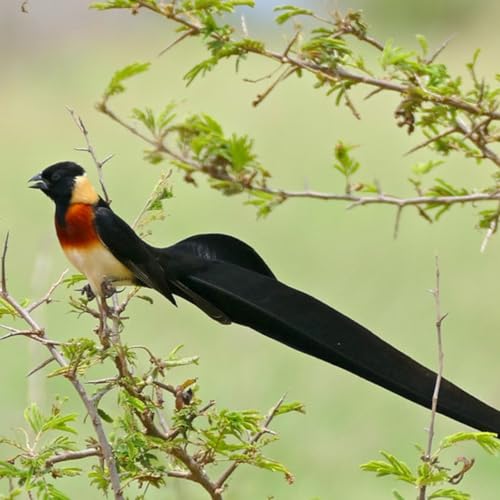 Paradise-Whydah Podcast Por  arte de portada