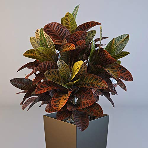 Plants Point Live Croton Gold Dust Variegated Ornamental Plant with Pot (B081NZWRNB) Amazon Price History, Amazon Price Tracker
