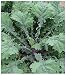 Earthcare Seeds Kale Red Russian 750 Seeds (Brassica napus pabularia)