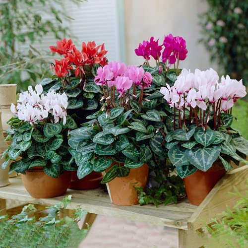 Cyclamen Potted Plants | Vibrant Large Flowering Tuberous Perennial (13cm, 6 Plants)