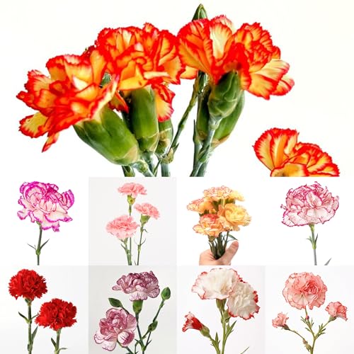 nelken blumen samen, wiesenblumen samen mehrjährig winterhart, winterharte blumen kräuter pflanzen blumensaat balkon blumen kräuterpflanzen, blumensamen dekopflanzen bodendecker 125pcs nelken blumen samen, wiesenblumen samen mehrjährig winterhart, winterharte blumen kräuter pflanzen blumensaat balkon blumen kräuterpflanzen, blumensamen dekopflanzen bodendecker 125pcs