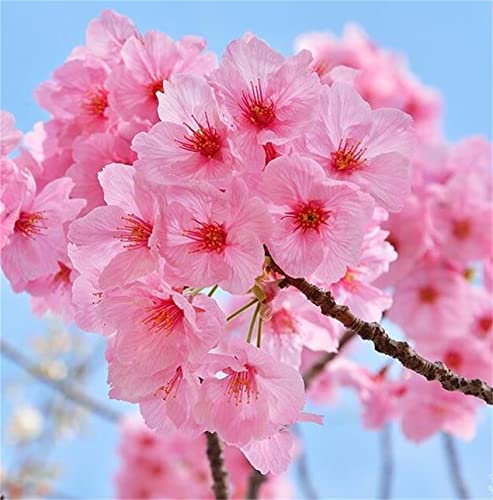 Zcbang Cherry Blossom Tree Seeds Pink Sakura Seeds 20Pcs Seeds #TOP2