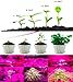 54W Grow Light,Wireless Remote,Auto ON & Off Every Day with Cycle Timer,4H/8H/12H/16H,Desktop Plant Light for Indoor Greenhouse Growing Lamps