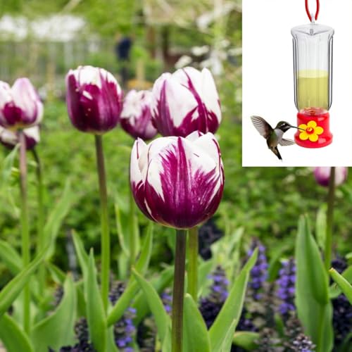 Blueberry Swirl Tulip Flowers -10 Bulbs and Bonus Gift - Vibrant Purple & White Perennial Blooms | Dramatic Spring Tulips for Garden & Cut Flowers | Pollinator Friendly | USDA Zones 3–8