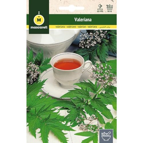 Mascarell Semillas, VALERIANA (VALERIANA OFFICINALIS), Semillas de Hierbas Aromáticas para Plantar, Crea tu Propio Huerto en Casa. 0,2 Gramos