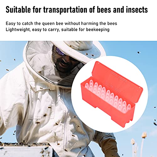 Gaiola de Plástico Coletor de Transporte de Rainha de Abelha, 20 Unidades para Equipamento de Apicul