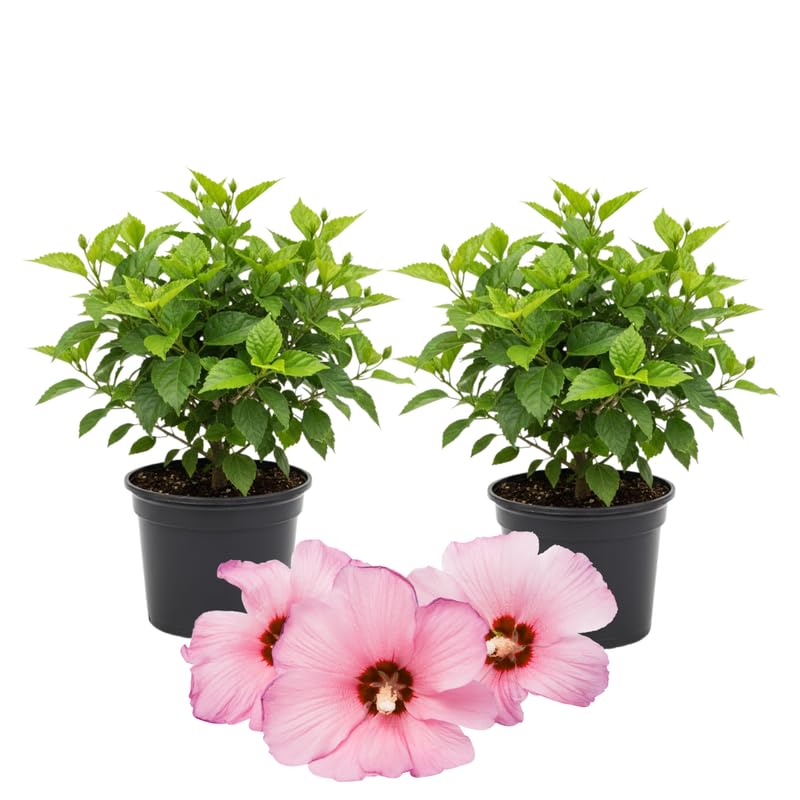 3 Hardy Hibiscus Plants Live