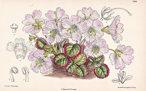 Shortia Uniflora. Tab 8166 - Japan / Pflanze Planzen plant plants / flower flowers Blume Blumen / botanical Botanik botany / aus 