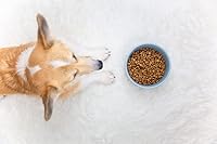 Vista 6 de Waggo Ripple - Tazón de cerámica para perros para razas medianas y grandes, moderno con acabado mate, plato pesado y duradero para alimentos y agua