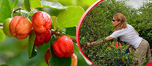 Acerola Pulver von Amazonas Naturprodukte – Natürliches Vitamin C