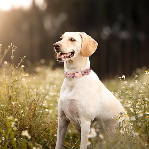 Unique style paws Rosa Rose Hundehalsband Geschirre Halsbänder & Leinen für Halsband Hund Breit Fliege Kette Hund Dog Collar Zughalsband Geschenke für Kleine Mittlerer Große Hunde XS