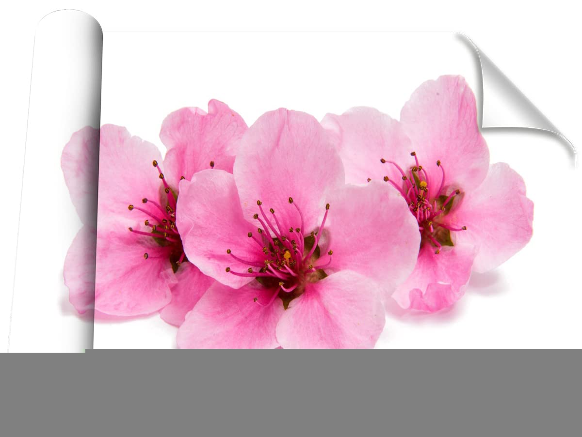 Papier peint fleurs de cerisier pour salon zen et décoration murale moderne Tulup