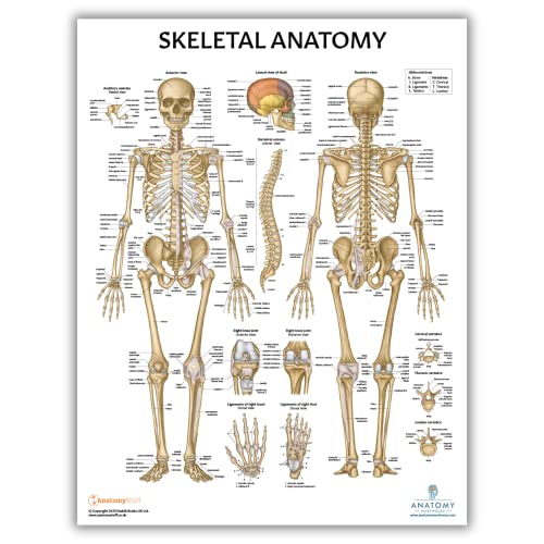 Image of Anatomy Lab 3 PACK Muscular, Skeletal, and Ligaments of the Joints Human Anatomy Poster Set, LAMINATED, Anatomy and Physiology Posters, 17.3 x 22.5 Inches, Muscles Diagram, Skeletal System, Made | Muscular, Skeletal, Ligaments of the Joints, 17.3 x 22.5 Inches, Muscles Diagram, Skeletal System, Anatomy and Physiology