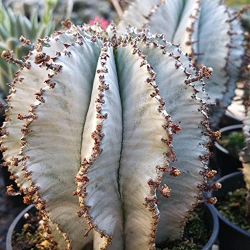 Planet Desert Euphorbia Polygona Snowflakes Cacti Cactus Succulent Real Live Plant #TOP6