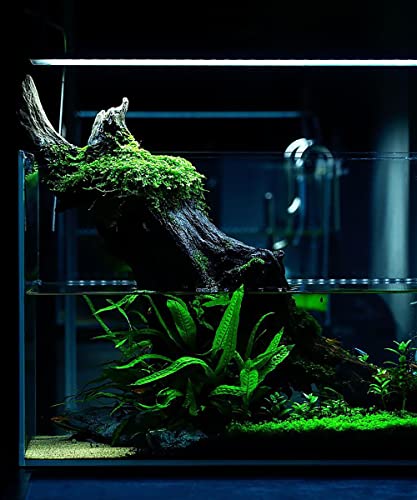Substratesource Java Fern Live Aquarium Plants - Tall 8-12 Inch Bare Root Freshwater Plant For Fish Tanks - Beginner Friendly, Low Light (Java Fern, Large) #TOP5