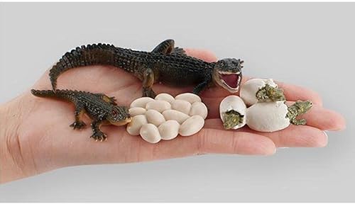 Miniatura 6 de Ciclo de Vida Animal Modelo de cocodrilo Niños Niño Pre- Temprano