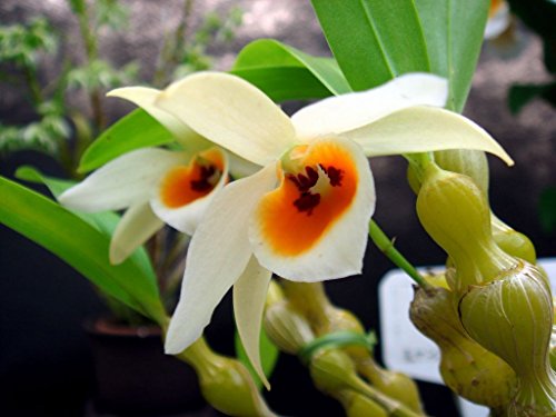 4 Live Orchid Plants to Choose (Dendrobiums) 4 Live Orchid Plants to Choose (Dendrobiums)