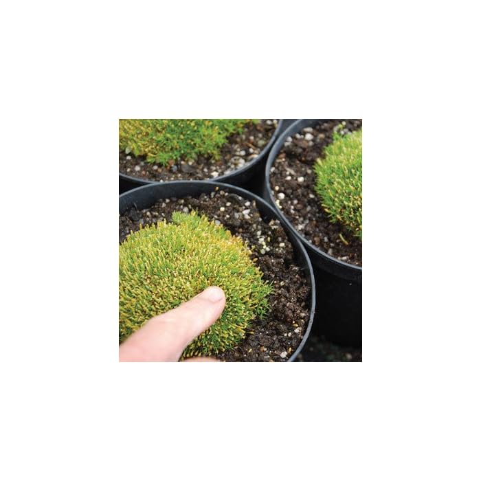 Buy Plant World Seeds Scleranthus Uniflorus Seeds Online at