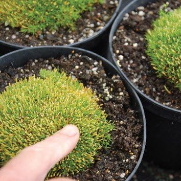 Plant World Seeds - Scleranthus Uniflorus Seeds (Perennial Flower Seeds)