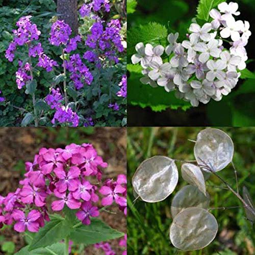 LUNARIA MISCUGLIO NR.50 SEMI