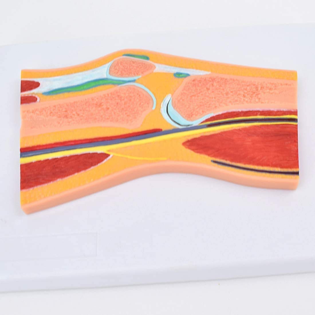 Buy Educational Model of Anatomy Medical, Model Knee joint Skeletal