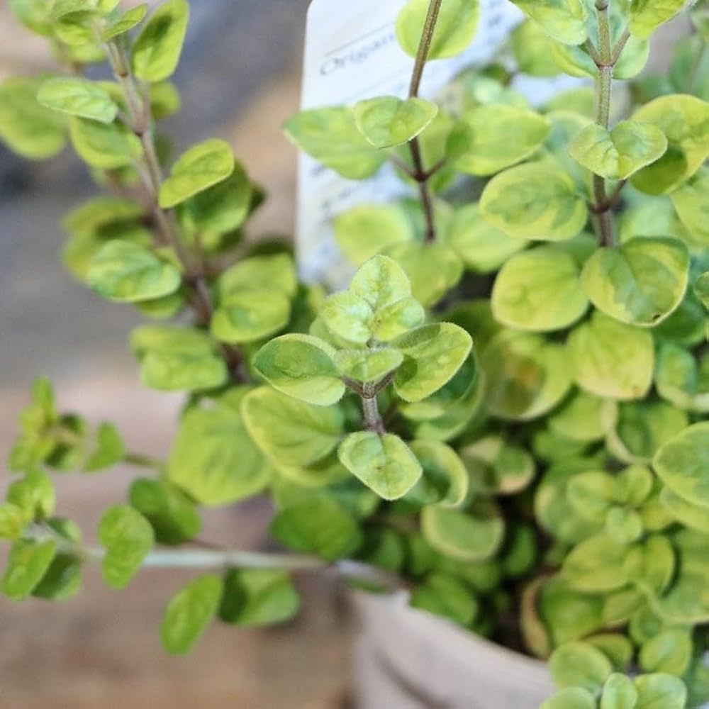 Amazon.co.jp: 斑入り オレガノ マルゲリータ 2.5~3号ポット苗 1株 Amazon.co.jp: 斑入り オレガノ マルゲリータ 2.5~3号ポット苗 1株