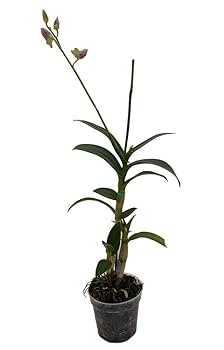 Amazon.com: Dendrobium Orchid - 4
