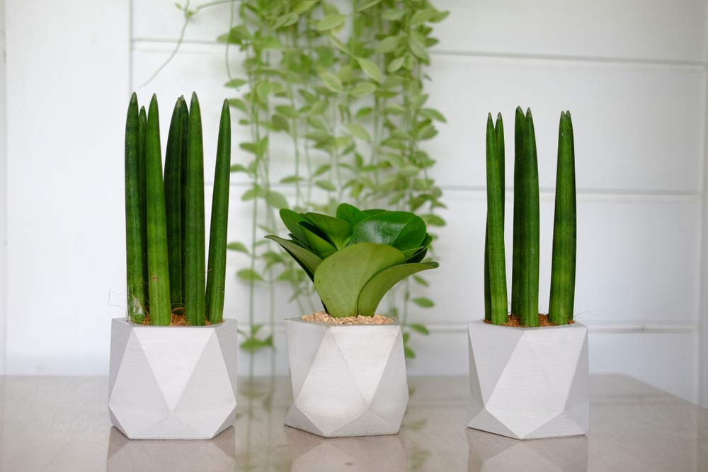 sansevieria shop Sansevieria 'Kirkii Silver Blue' - Snake Plant - House Plants - Plant Shop
