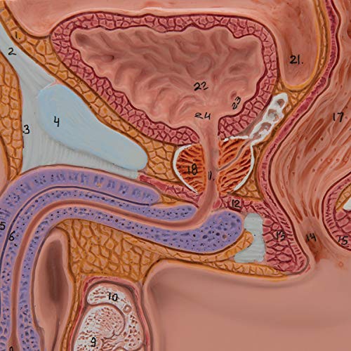 Image of 3B Scientific H12 Male Pelvis Section 1 /2 life-size - 3B Smart Anatomy