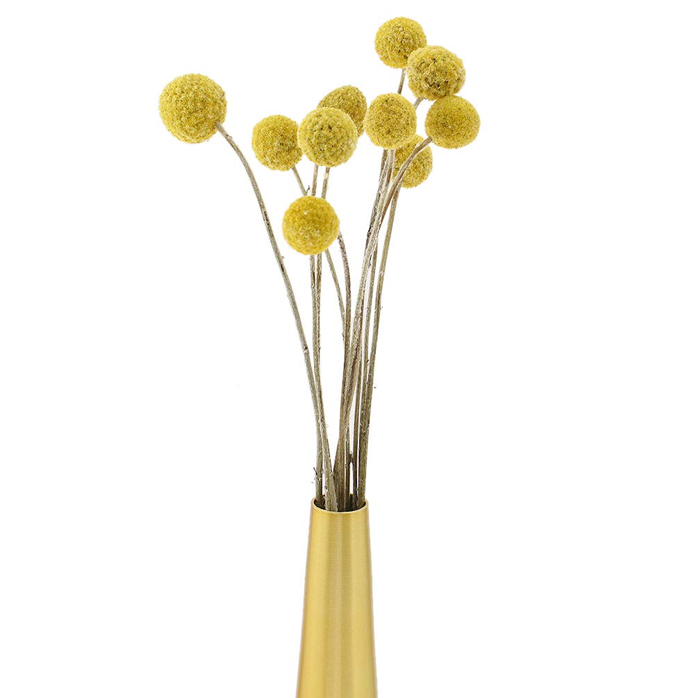 Kesheng Dried Craspedia Flowers Billy Balls Stems for Wedding Bouquet Christmas Decoration Pack of 10pcs
