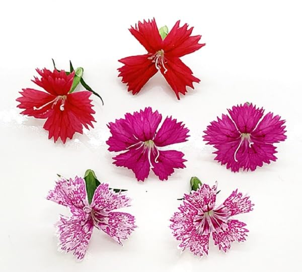 Amazon.co.jp: 【洗わなくていい野菜】エディブルフラワー（食用花）10