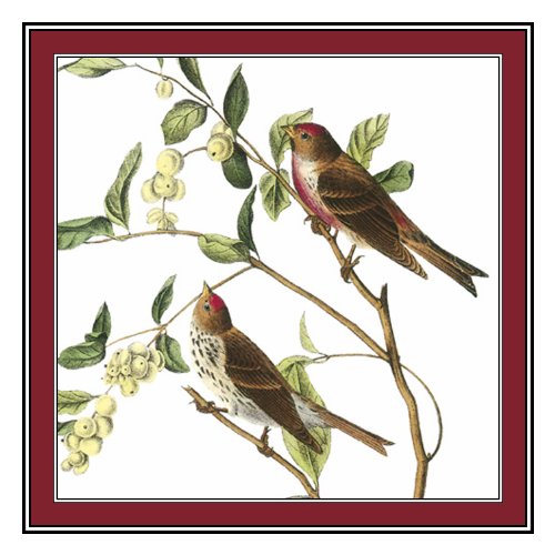 Orenco Originals Redpoll Bird by John James Audubon's Counted Cross Stitch Pattern