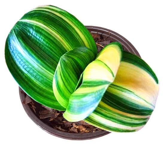 Clivia Seeds-Clivia Miniata Seeds-君子兰种子 和尚 佛光 珍珠王 微型兰 立板彩兰 短叶油匠 with Pot (知雀 ZhiQue)