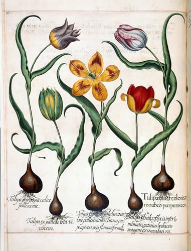 Tableau tulipe jardin d'Eystett Basilius Besler pour transformer l'ambiance d'une chambre