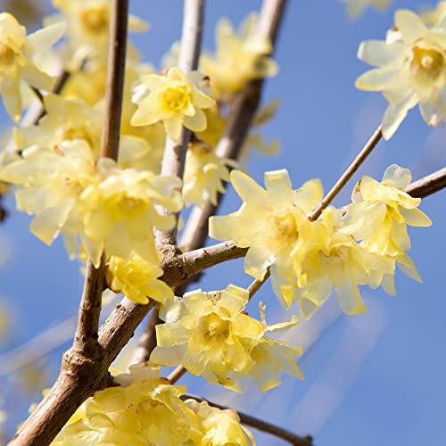 Chimonanthus Praecox Seeds Wintersweet Fragrant Deciduous Shrub Cut Flowers Drought Tolerant Low Maintenance Beds Borders Outdoor 50Pcs Flower Seeds By Yegaol Garden #TOP20