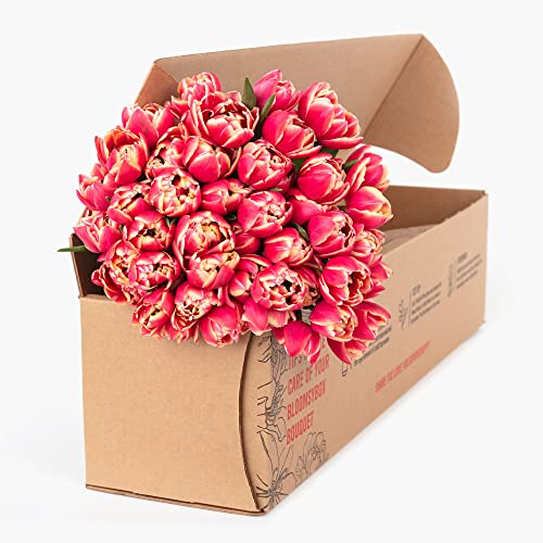 bloomsybox bouquet pink peony tulips flowers 50 stems large fresh flowers from california farms red pink with white edges fresh cut flowers easy to care  care card amp flower food included