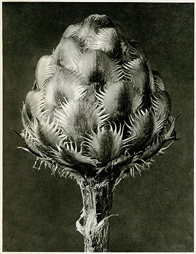 Centaurea Grecesina Blossfeldt affiche sur toile 50x70cm pour habiller un mur vide sans reflets