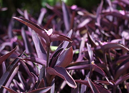 Plant House Live Purple Heart/Setcreasea purpurea/Violet Grass Indoor/Outdoor Decorative Plant With Pot (B07FMQBQXS) Amazon Price History, Amazon Price Tracker