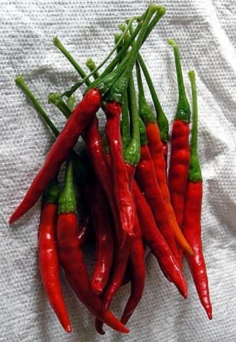 Pepper HOT Chili De Arbol Great Heirloom Vegetable by Seed Kingdom 1/4 Lb Seeds