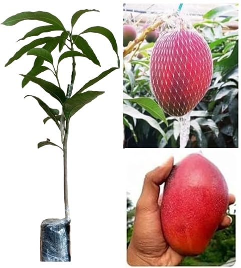 JAPANESE MIYAZAKI MANGO ORIGINAL Grafted hybrid Healthy Live plant,Pack of 1 Healthy Fruit Plant For Home Garden Plants Tree|All India Weather Suitable (B0CYXG1KQM) Amazon Price History, Amazon Price Tracker